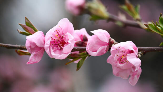 Раньше срока: в Петербурге началось цветение сакуры