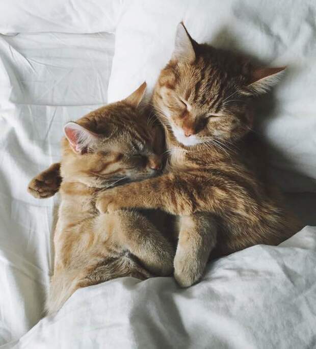 Без кота и жизнь не та