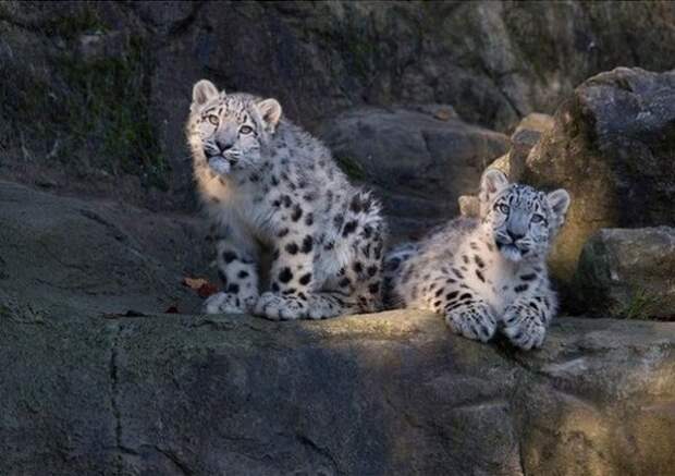 Дикие кошки