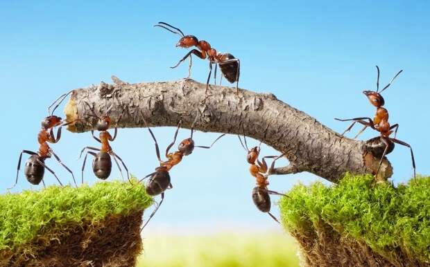 Чаще всего муравьи строят свои гнезда в корневой системе растений и деревьев