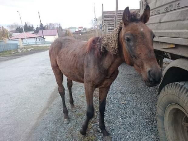 На Урале в центре города жители нашли бездомного коня животные, история, факты