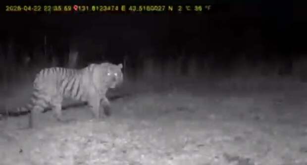 Тигр позировал на камеру рядом с частными домами в Надеждинском районе