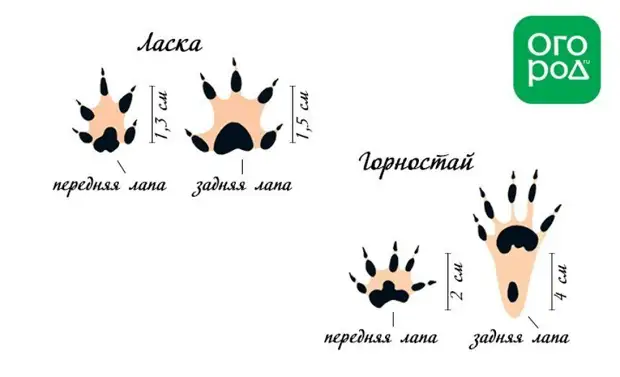 Следы животных и птиц на снегу – схемы с названиями