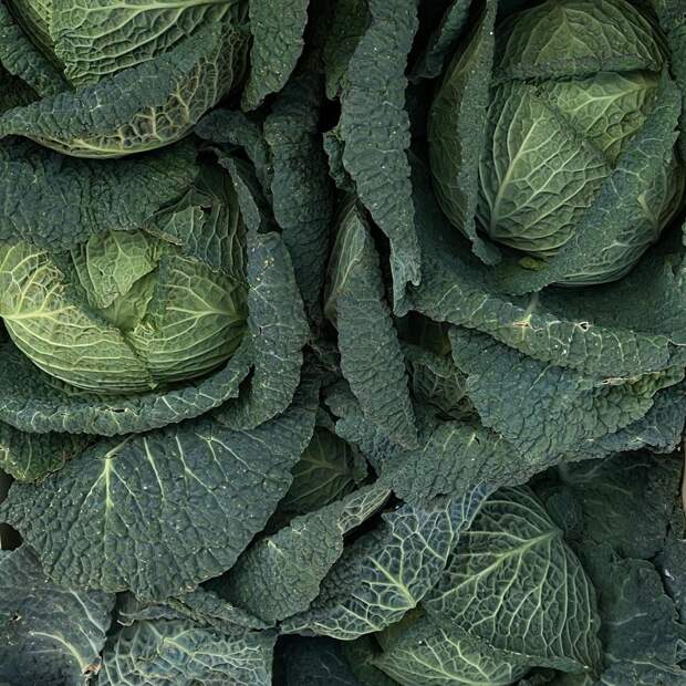 Фото: @josefinehj