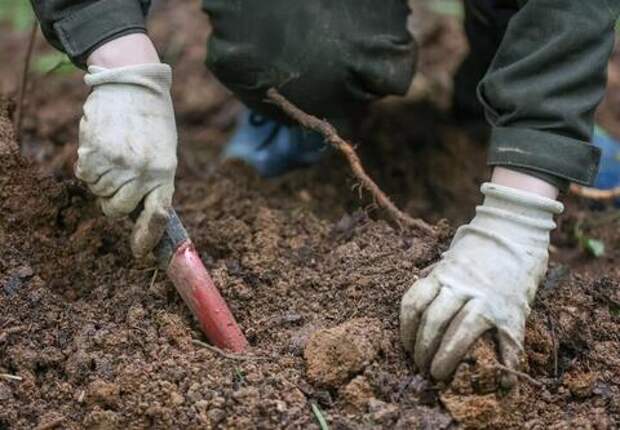 Золото под фундаментом: в Тверской области археологи нашли клад