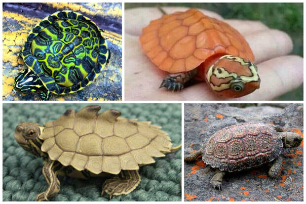 Болотная черепаха может обходиться без пищи 5 лет интересное, факты, фауна, черепахи