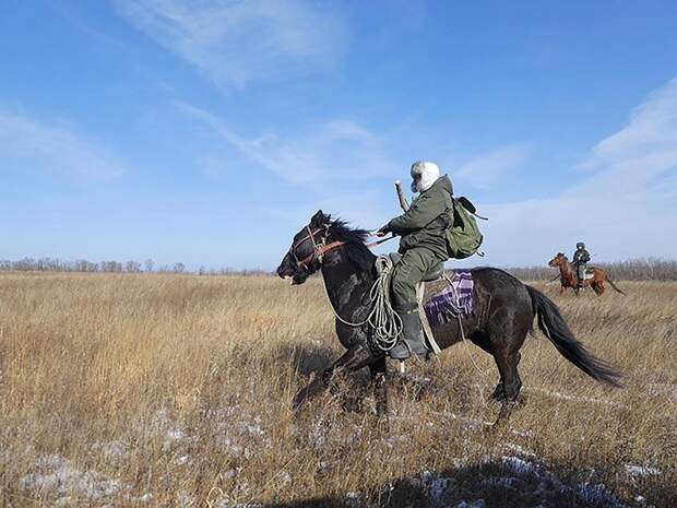 Пока неизвестно, выпустят ли самку обратно на волю Приморье, амурский тигр, животные, история, отлов, спасение, уссурийск