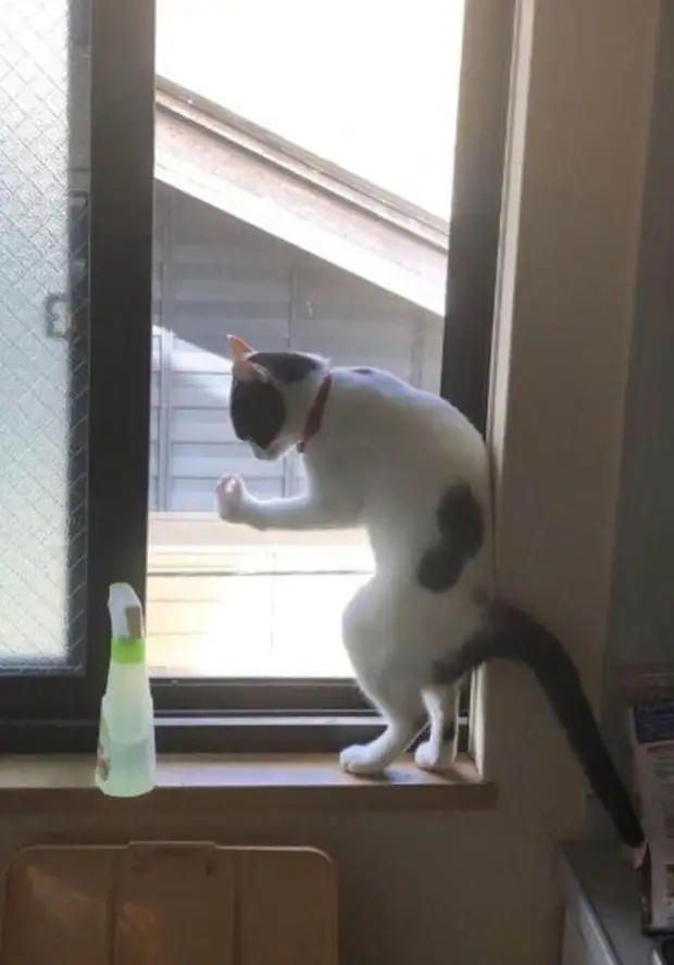Bigpicture ru cats being weird weirdlilguys 6242d77885fe7 700