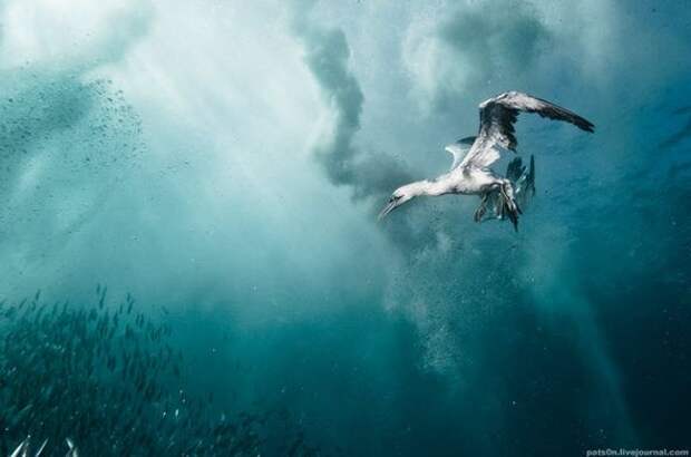 Подводный мир от Александра Сафонова (Фото)