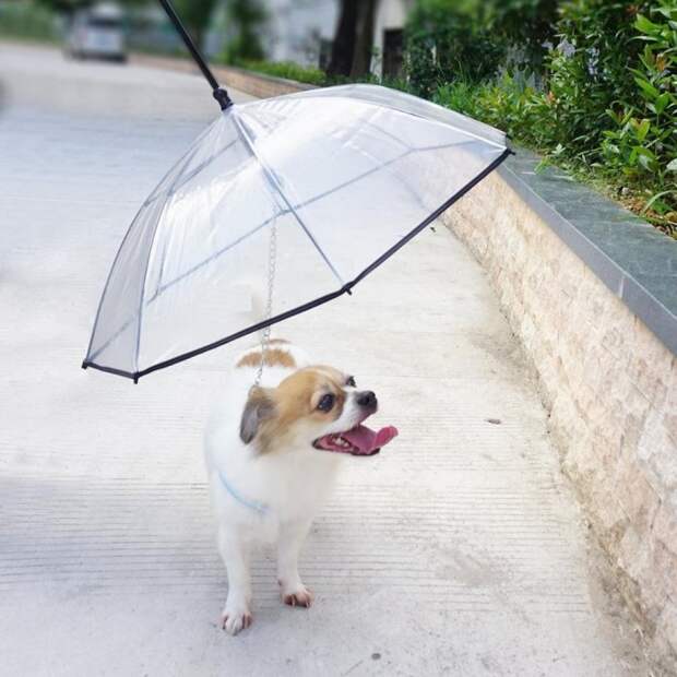 2015-new-design-pet-dog-umbrella-and.jpg