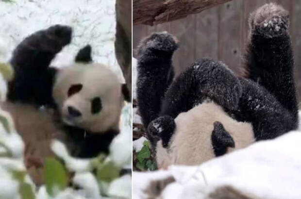 панда в снегу, панда играет в снегу, панда первый снег, панда бей-бей