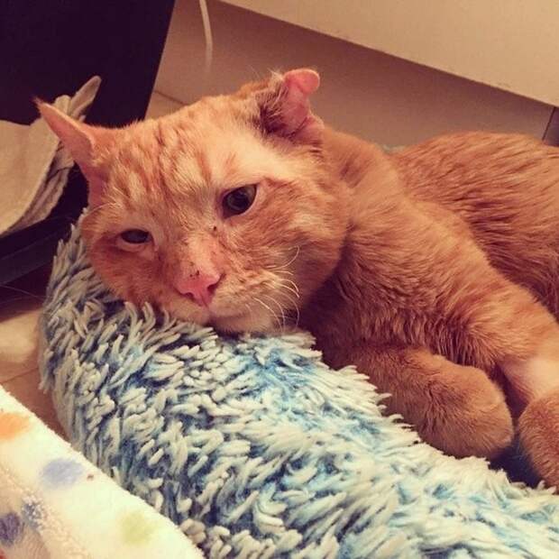 Бенбен — самый грустный кот в интернете, который обрёл дом и сразу же преобразился