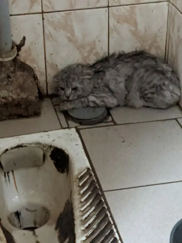 Породистый кот сидел в общественном туалете, вжавшись в стену и шипя на всех