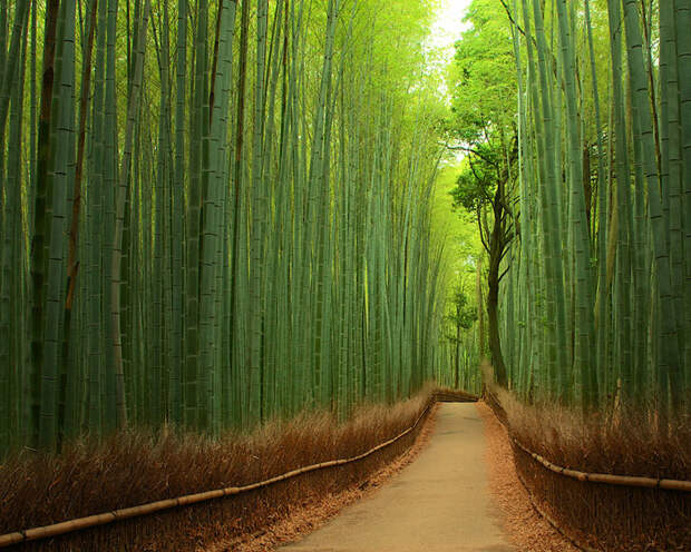 Бамбуковый лес, Япония красивые места, красота, невероятные места, фото