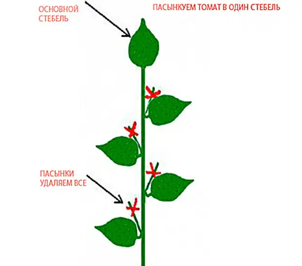 Пасынкование томатов в теплице пошагово схема