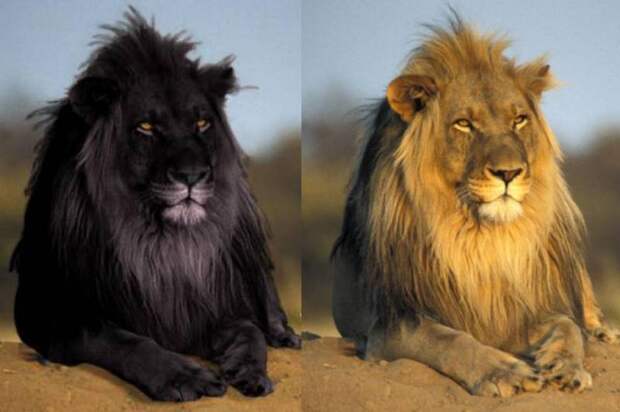 К какому семейству относится лев? Описание, питание, образ жизни и ареал обитания львов