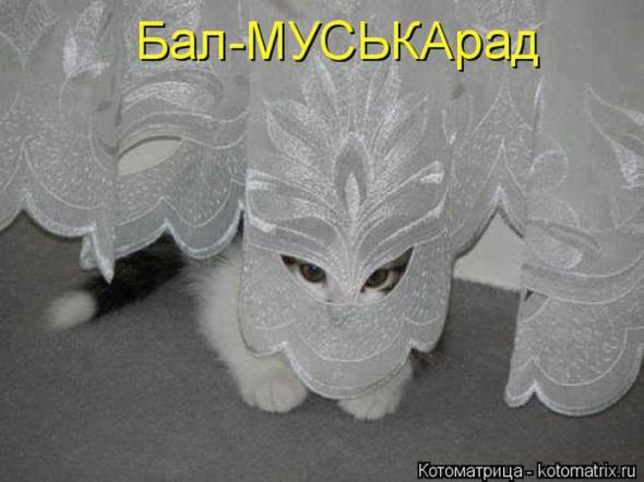 Котоматрицы(картинки с надписями)