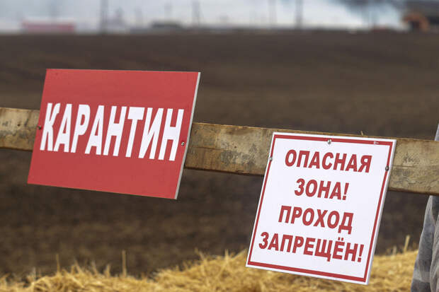 Замглавы Томской области ввел карантин по бешенству в двух хозяйствах