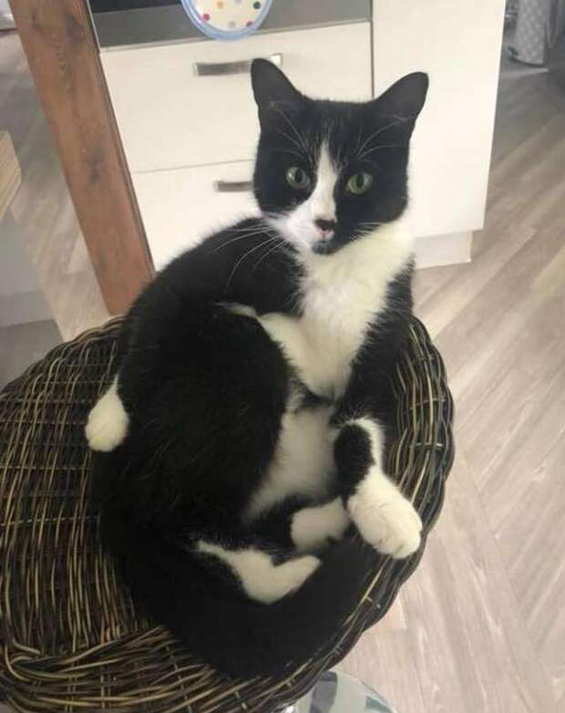 кошка убежала кошка в доме