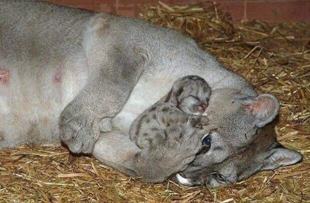 Дикие кошки