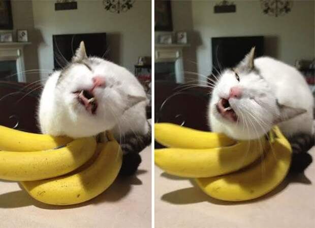 Наши любимые котики
