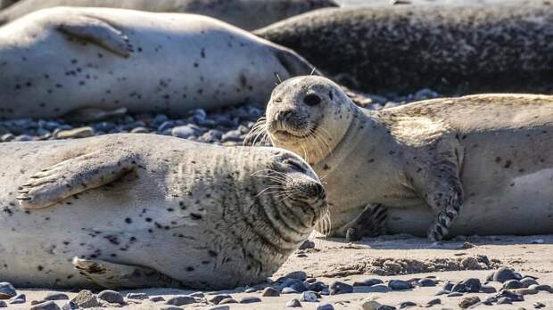 Несколько десятков погибших тюленей вновь нашли на побережье Каспия