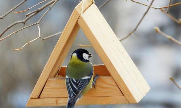 В Северодвинске принимают заявки на конкурс скворечников и кормушек
