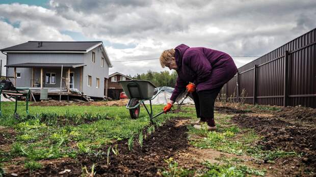 Для первой зелени: какие культуры можно посадить уже в апреле на даче