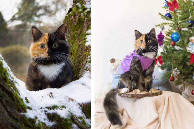 уникальная Кошка Яна