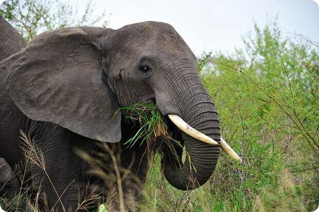 Слоны (лат. Elephantidae)