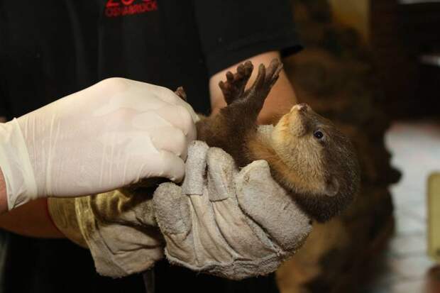 Немецкий зоопарк показал первые фото четырех выдрят, родившихся в августе
