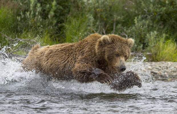 Медведица ловит лосося и кормит своих медвежат животные, медведь