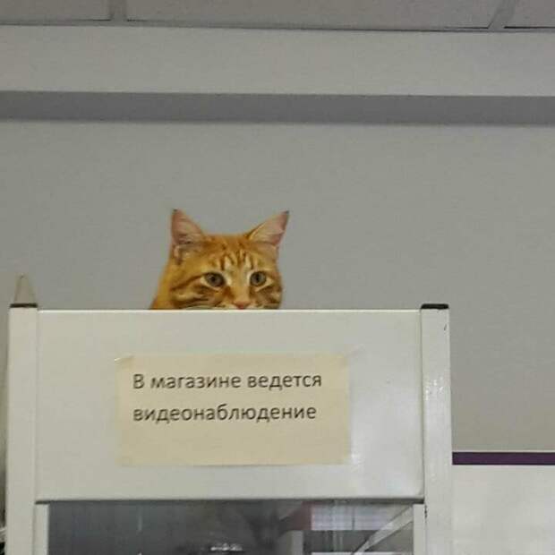 Видеонаблюдение еще никогда не было настолько бестолковым Видеонаблюдение еще никогда не было настолько бестолковым