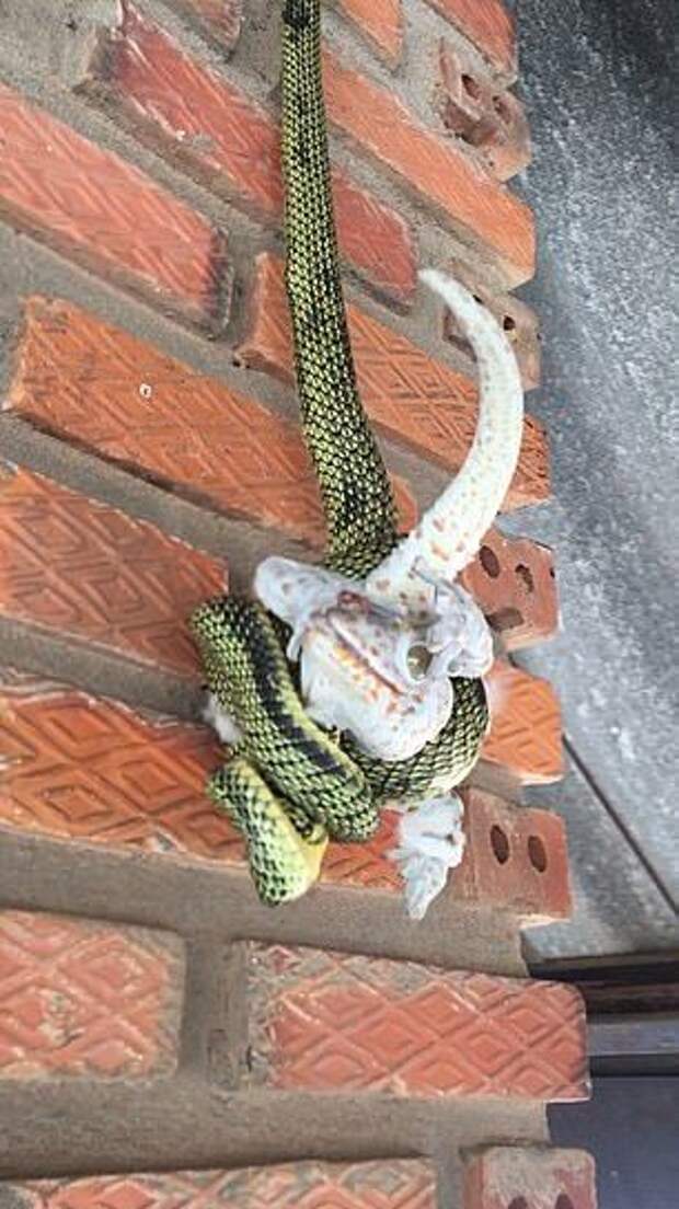 Спустившаяся с крыши змея скрутила геккона в бараний рог