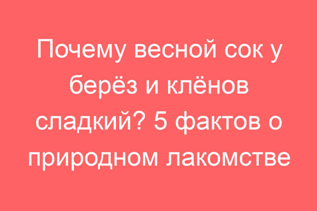Почему весной сок у берёз и клёнов сладкий? 5 фактов о природном лакомстве