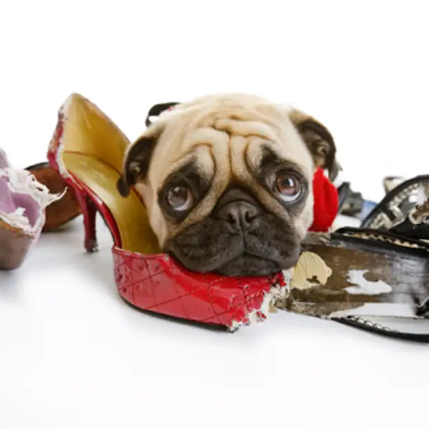 2. Расположите игрушки и поощрения в правильных местах