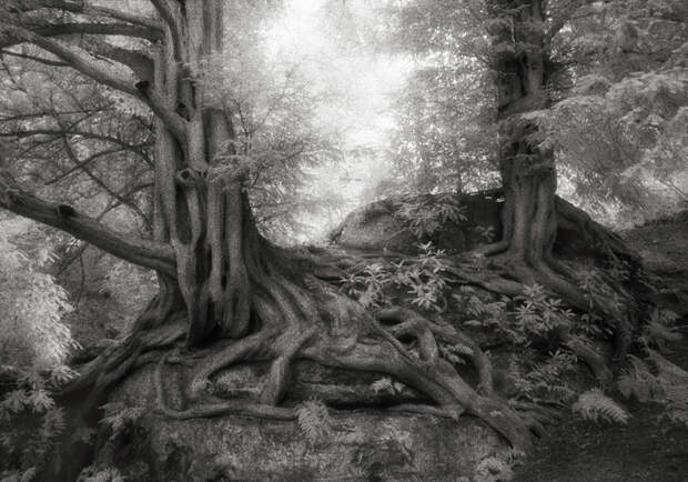 Wakehurst Yews