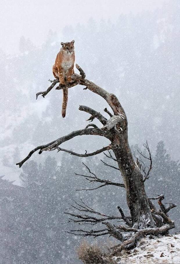 Дикие кошки