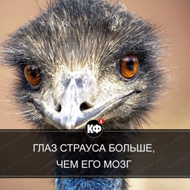 Краткие факты