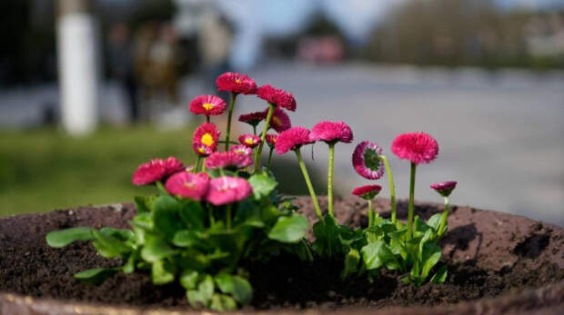 Улицы Керчи украшают весенними цветами