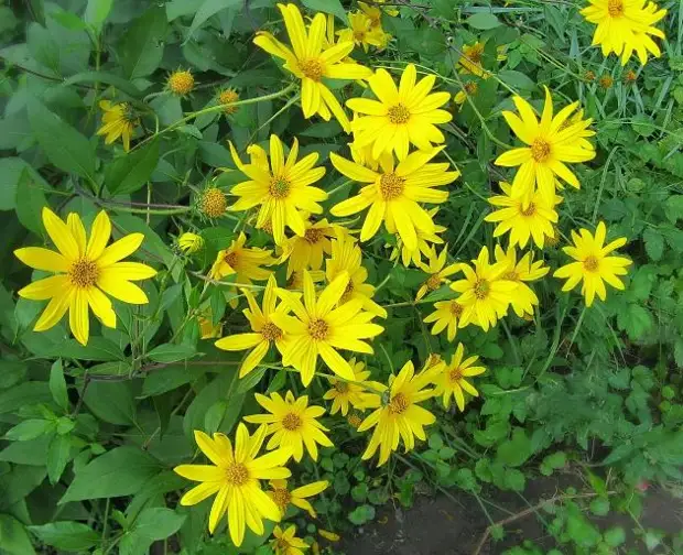 Топ-8 цветов, похожих на ромашку