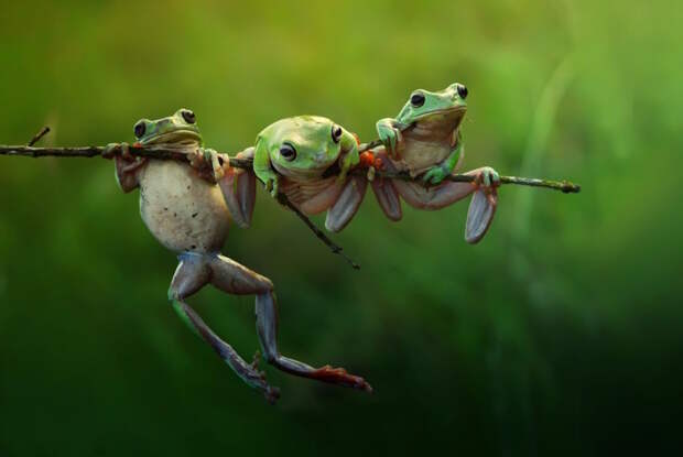 Три лягушки пытаются уместиться на одной веточке без фотошопа, фотографии, шедевры