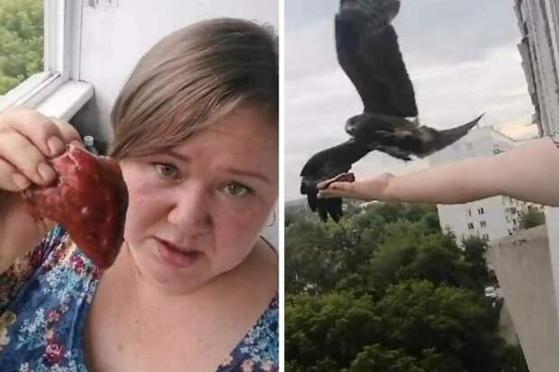 Жительница Новосибирска приручила коршуна и кормит его с руки