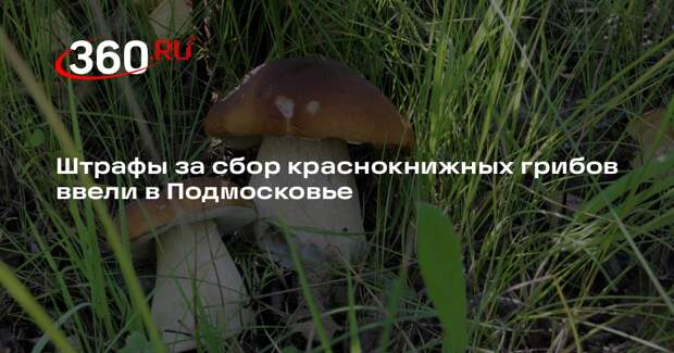 Штрафы за сбор краснокнижных грибов ввели в Подмосковье