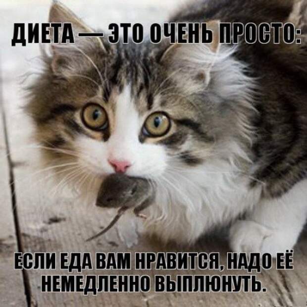 Интересные фразы с картинками о жизни и с юмором.