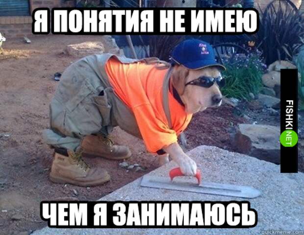 34 самых смешных собачьих фото, известных человечеству животные, мемы, собаки, юмор