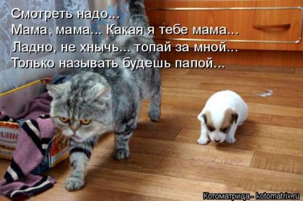 Свежая котоматрица (32 фото)