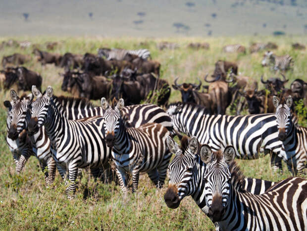 Федя, дичь: ЮАР предлагает включить мясо зебр, крокодилов и страусов в международное меню