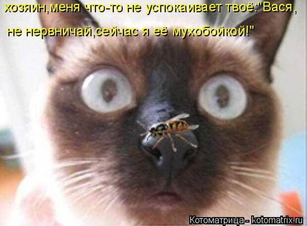 Котоматрица: хозяин,меня что-то не успокаивает твоё:"Вася, не нервничай,сейчас я её мухобойкой!"