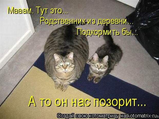 Лучшие котоматрицы недели